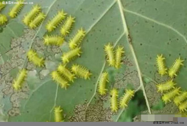 属鳞翅目刺蛾科,幼虫俗称洋辣子,蛞蝓形,体表具毒刺,触及皮肤,痒痛