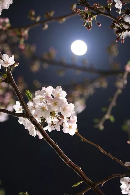 梨花开 春带雨