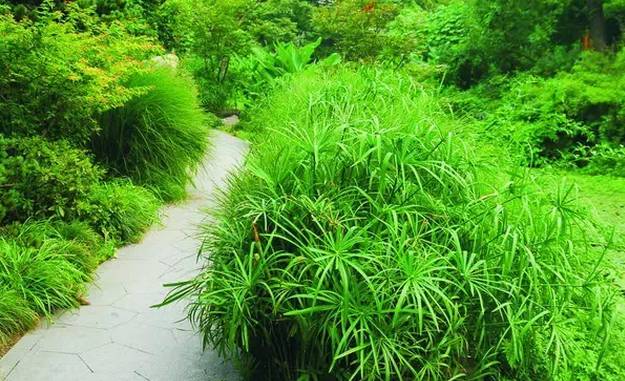 驳岸植物一般选择中高型的耐水湿观赏草,除了能够增加水景趣味,满足