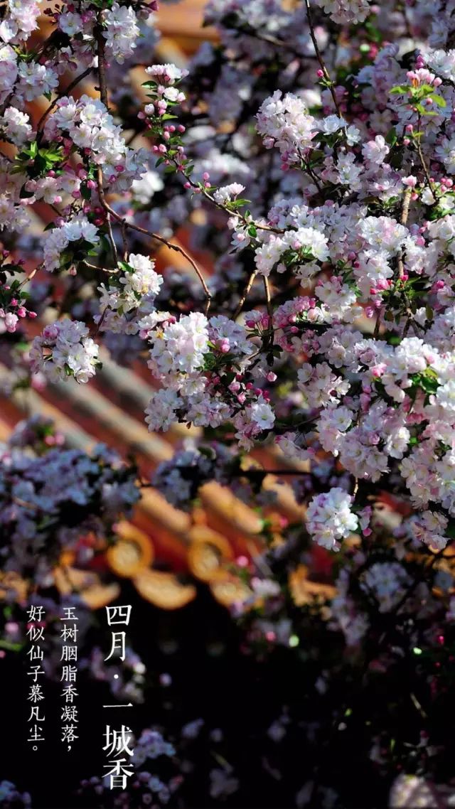 寻一树花开,寻一树芬芳京城赏花,不如就来故宫赏花踏青正当时最是一年