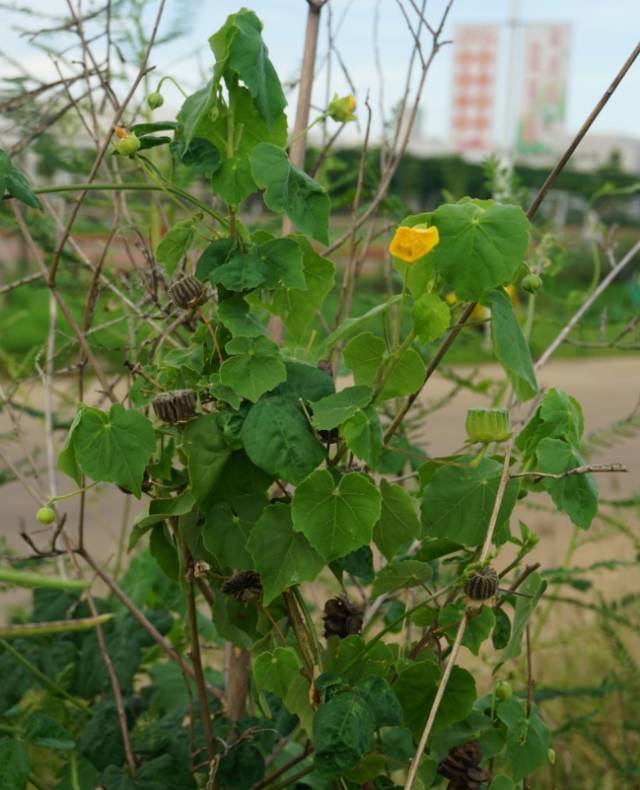 六月开花植物