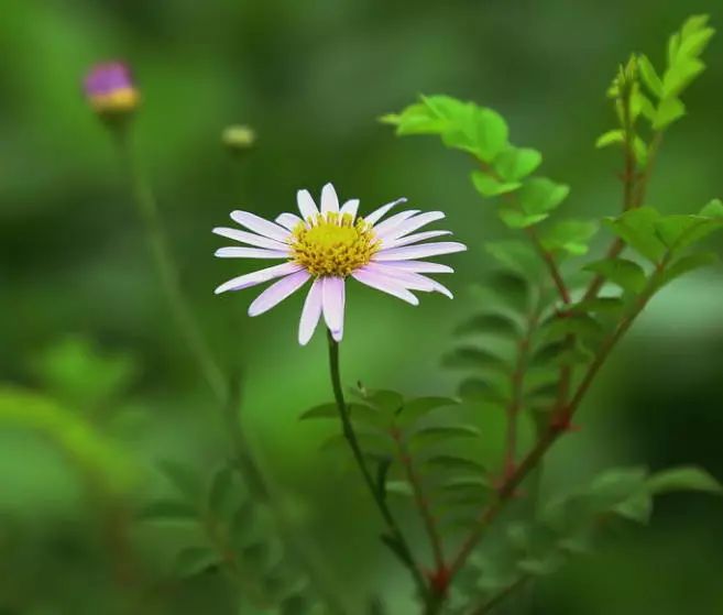 狗娃花如何养植?狗娃花的养殖方法和注意事项