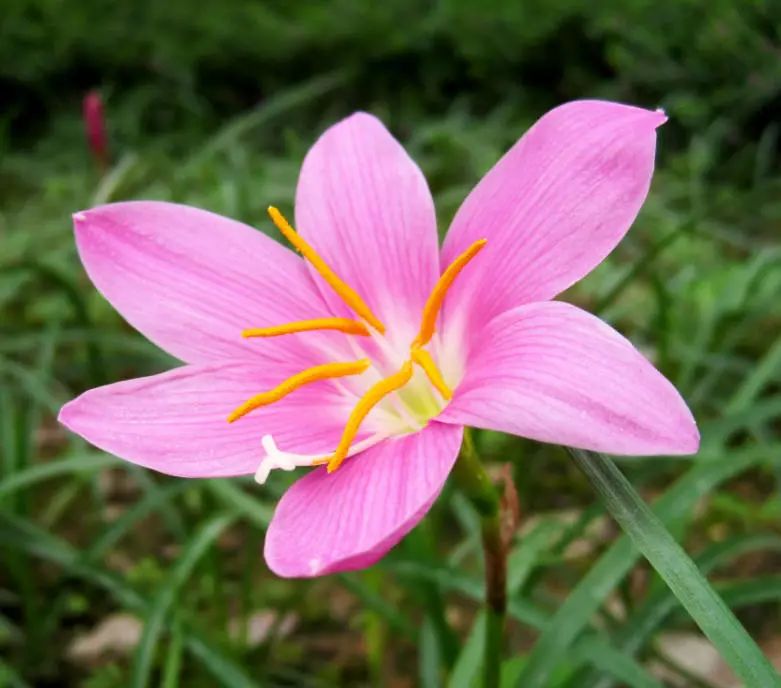 韭莲花如何养植韭莲的种植方法和注意事项