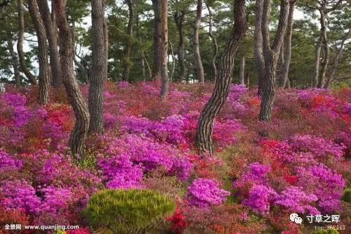 图34 澳大利亚墨尔本植物园林下的人工杜鹃花灌丛图35 加拿大温哥华