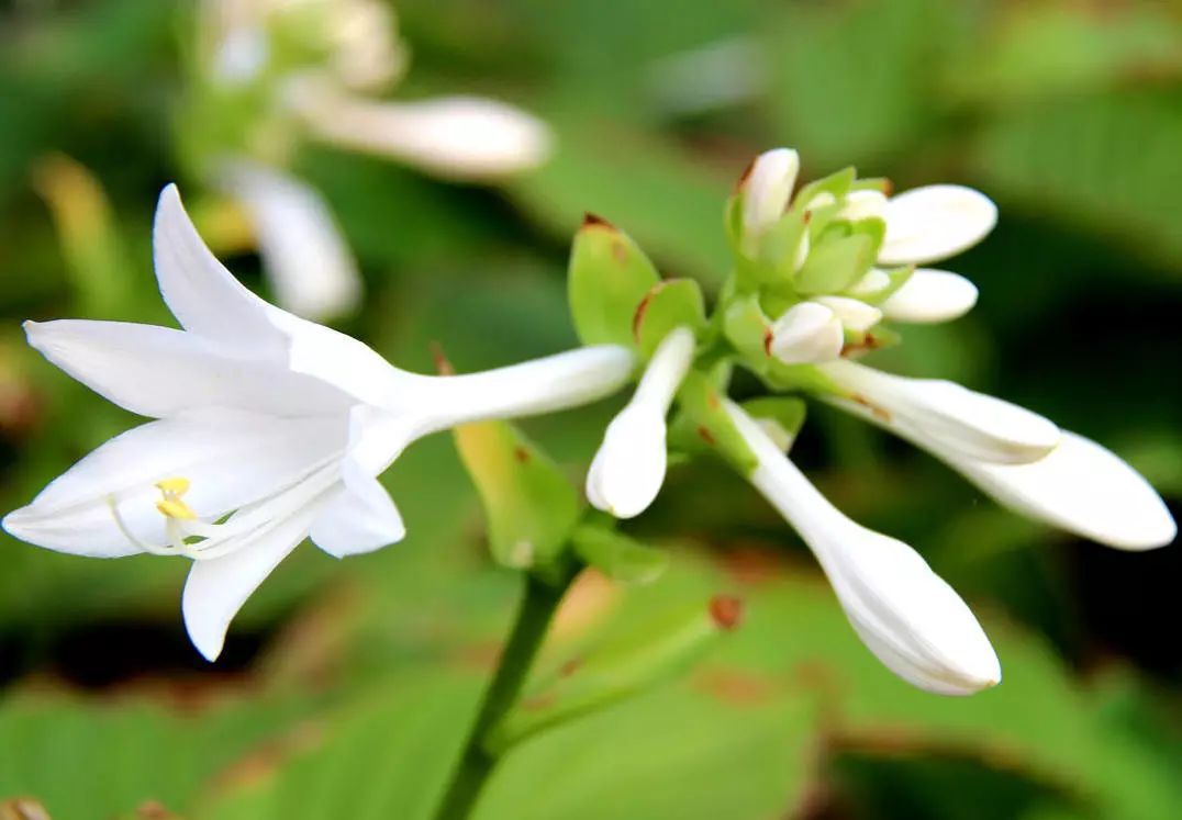 玉簪花花语:恬静,宽和