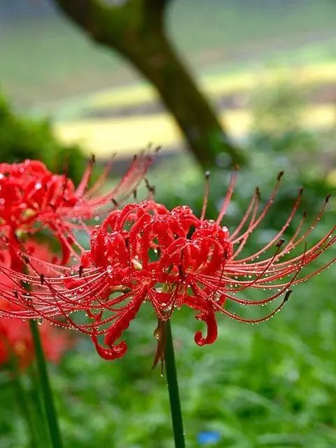 彼岸花,美极了,彼岸花是如何种植的,种植注意事项有那些?