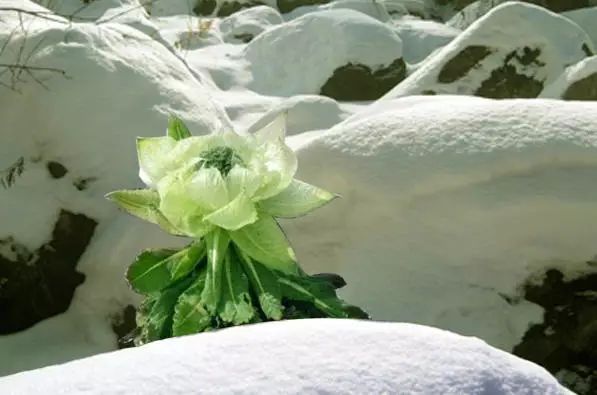 雪莲花屹立在朦胧的雪雾中任那世间百态任凭四季轮回