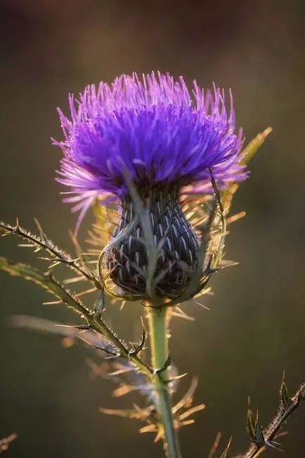 外形独特有活力,不仅能观赏药用价值也很高,苏格兰的国花蓟花