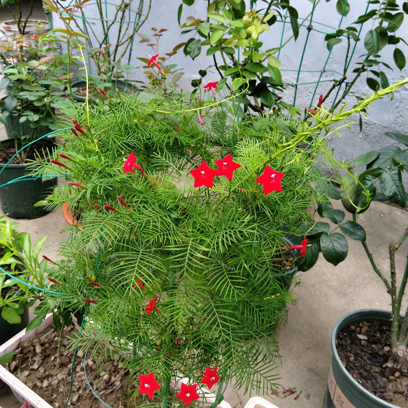 你不知道的五角星花怎样种植茑萝