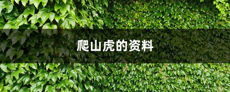 爬山虎的资料，爬山虎图片