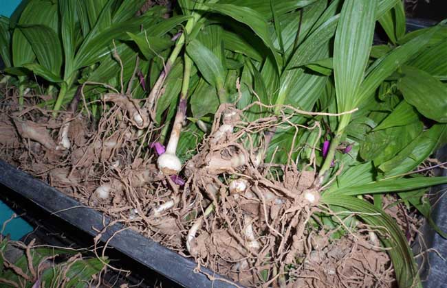 白芨的种植方法