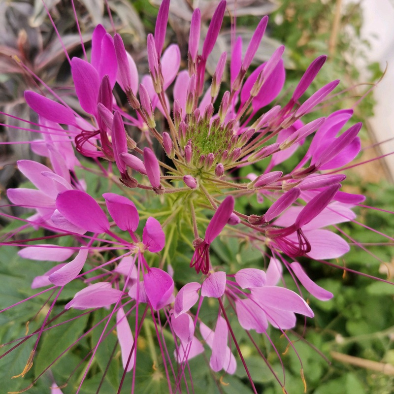 醉蝶花种子什么温度发芽好?