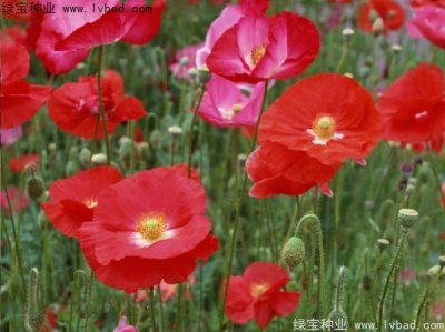 6月份可以播种格桑花吗？