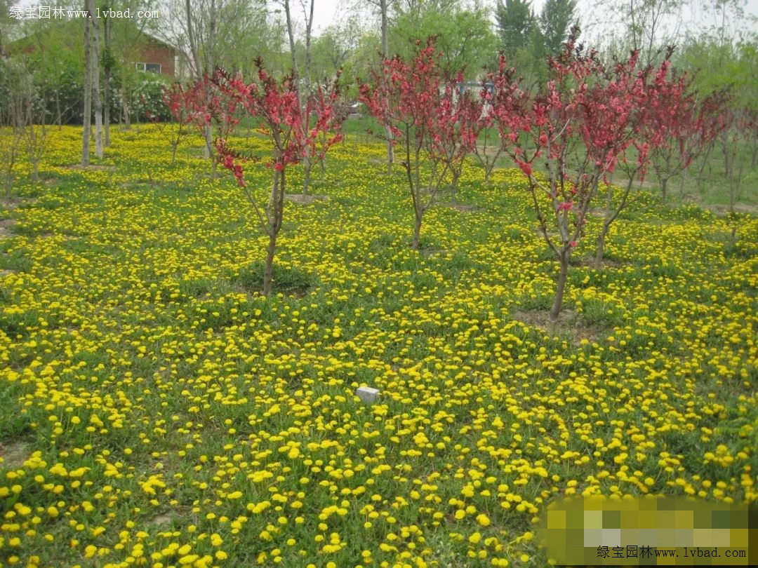 30种经典景观宿根花卉的风采 花卉百科 绿宝园林网