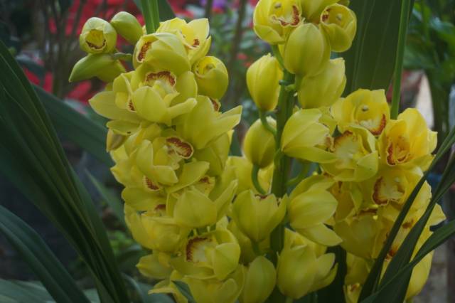 蔓花生馬齒莧樹(金枝玉葉)大花馬齒莧太陽花琴葉珊瑚趁著元旦佳節期間