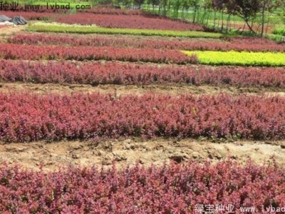 什么时间种植红叶小檗种子比较好？