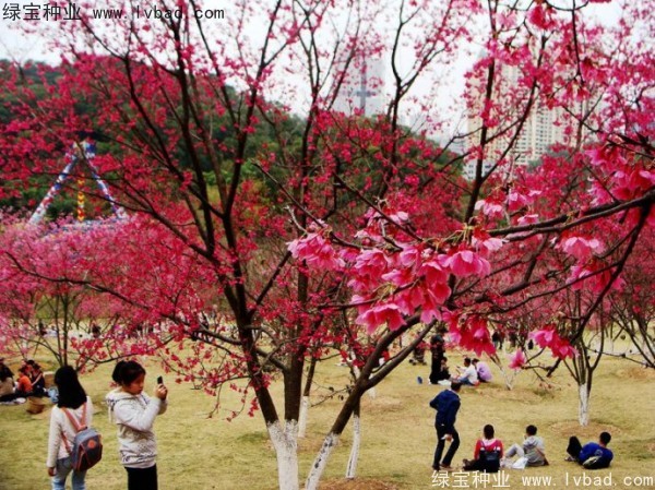 樱花种子