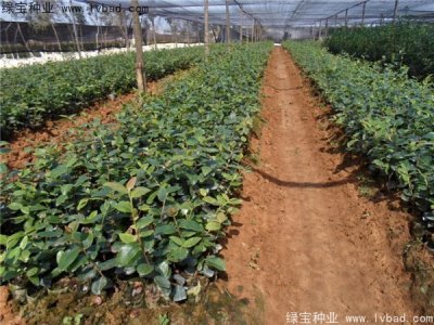 什么时间种植红花油茶种子比较好？