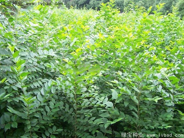 大叶<a href='https://www.lvbad.com/linmuzhongzi/1755.html' target='_blank'>朴树</a><a href='https://www.lvbad.com/' target='_blank'>种子</a>