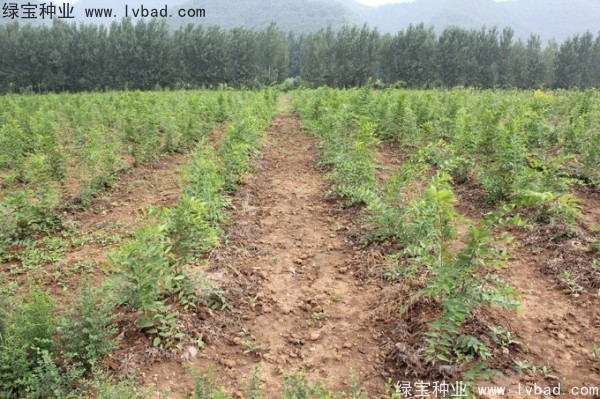 <a href='https://www.lvbad.com/linmuzhongzi/1809.html' target='_blank'>大叶朴树</a><a href='https://www.lvbad.com/' target='_blank'>种子</a>