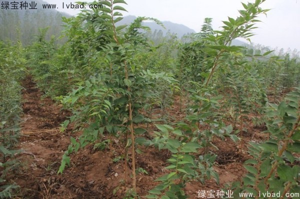 <a href='https://www.lvbad.com/linmuzhongzi/1809.html' target='_blank'>大叶朴树种子</a>