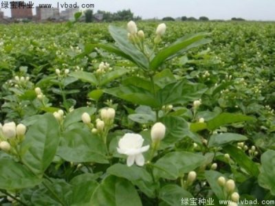 九月份哪几种花卉开花？