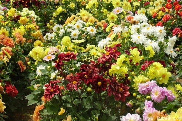小丽花图片
