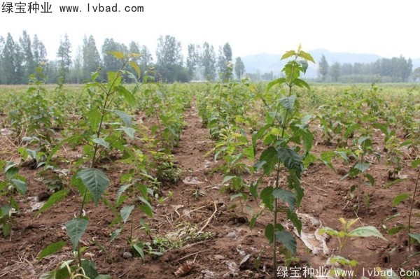 青榨槭种子