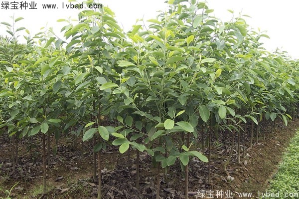 日本<a href='https://www.lvbad.com/linmuzhongzi/1703.html' target='_blank'>厚朴种子</a>
