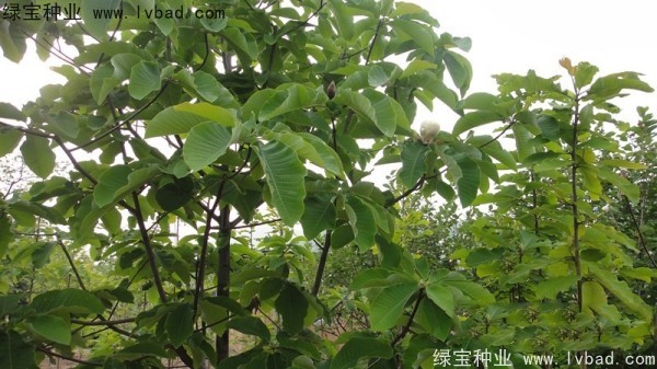 <a href='https://www.lvbad.com/linmuzhongzi/2271.html' target='_blank'>日本厚朴</a><a href='https://www.lvbad.com/' target='_blank'>种子</a>