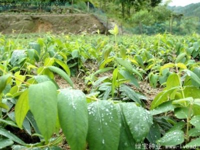 什么时间种植金银花种子比较好？