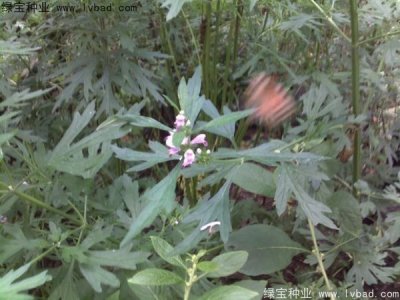 宿根花卉播种后多久开花？