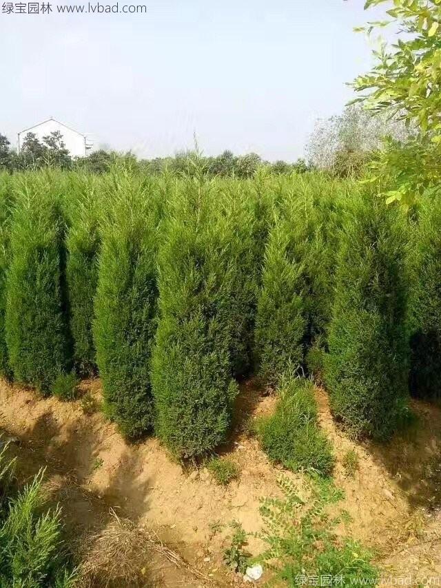 柏树