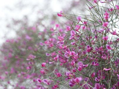 花棒种子的种植方法