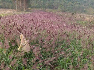 什么时间种植蜜糖草种子比较好