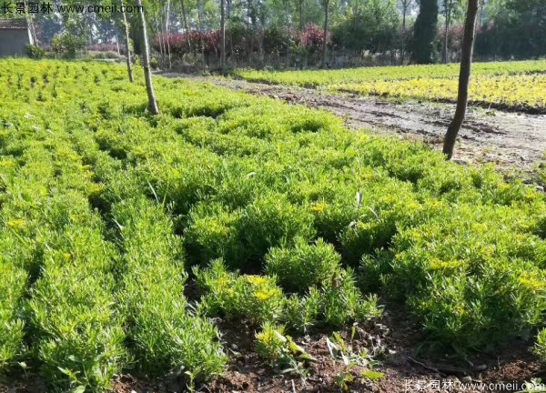 佛甲草种植基地图片