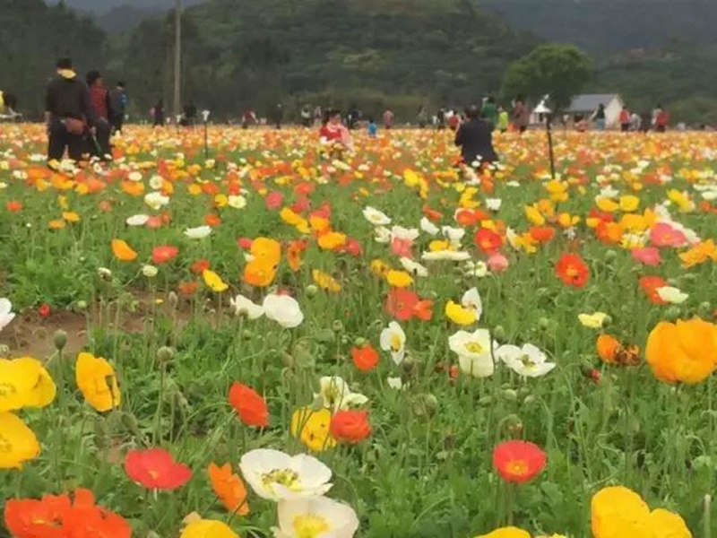 如何区分花卉冰岛虞美人