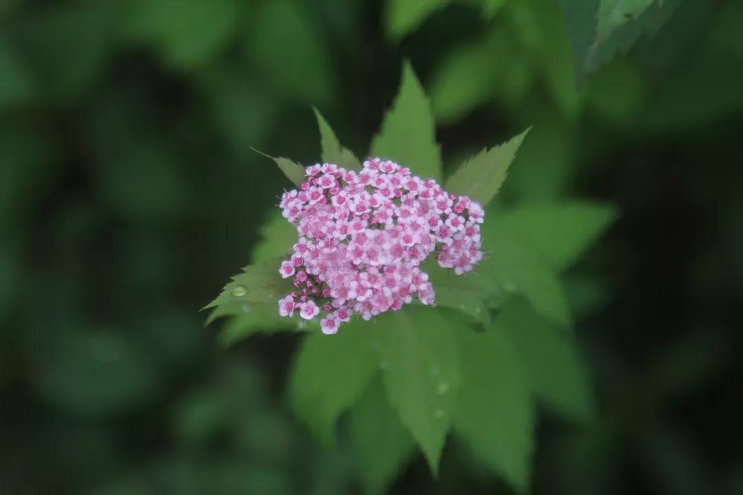 绣线菊有哪些品种