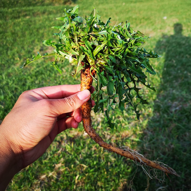 路边的蒲公英有那么多好处你知道吗