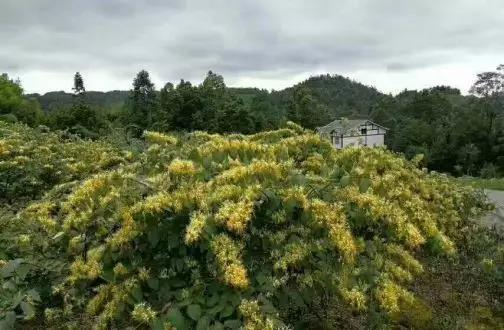 巧用金银花，清热又解毒！