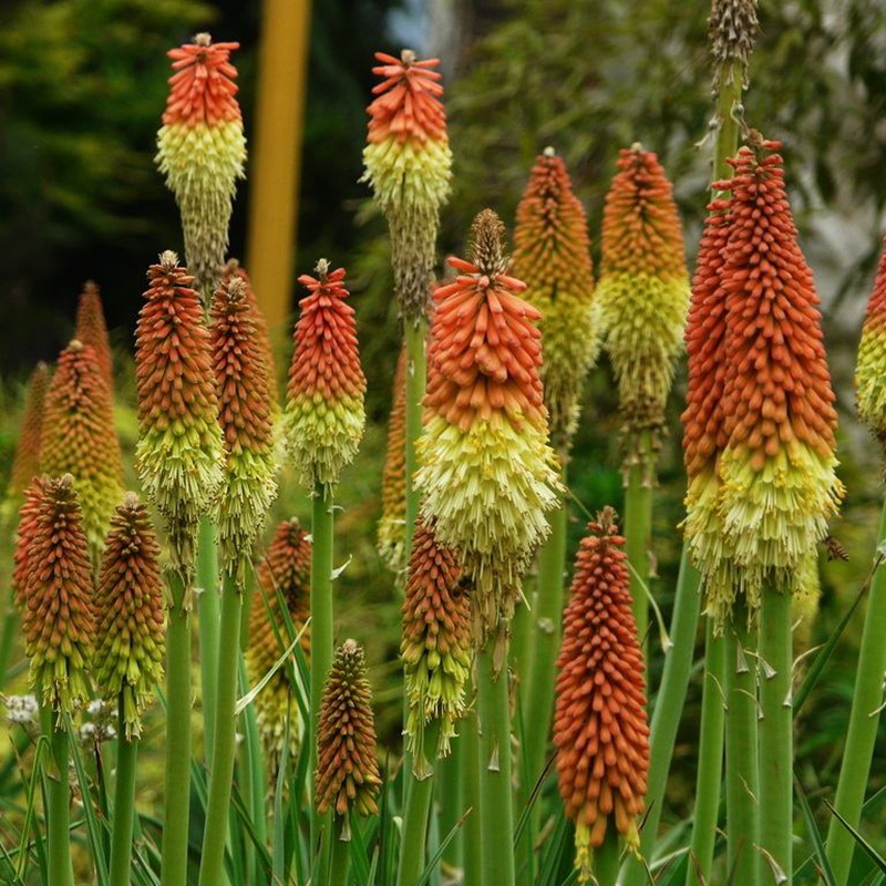 百合科火炬花什么时候开花？花期是几月？怎么养才会开花？