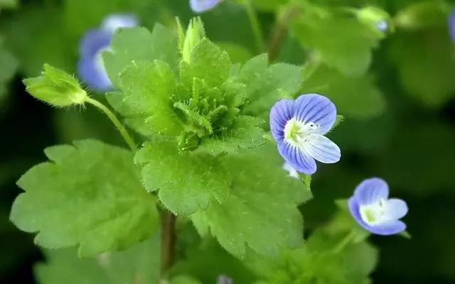 婆婆纳农村人称它是“肾子草”