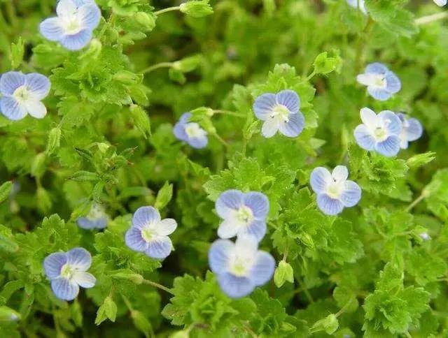 婆婆纳农村人称它是“肾子草”