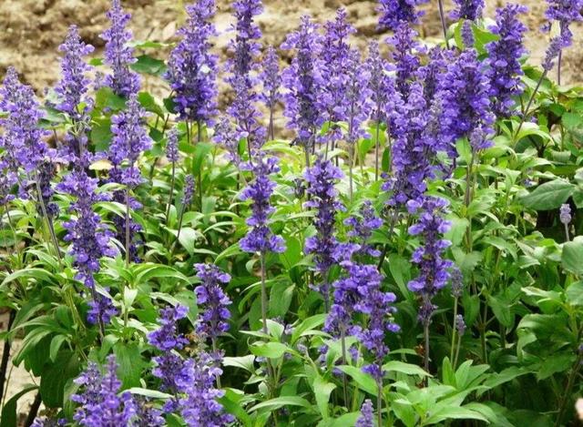 蓝花鼠尾草怎么养？ 蓝花鼠尾草栽培技术