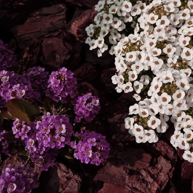 香雪球的生长习性和种植方法