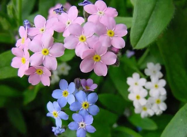 勿忘草的花语你知道吗 花种情种 你值得拥有 绿宝园林