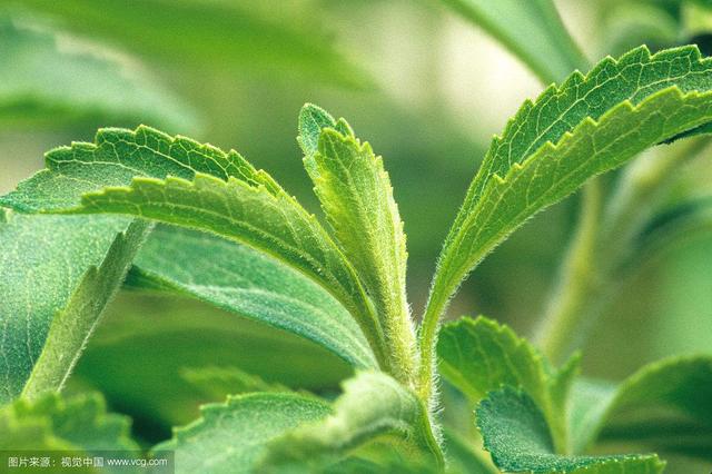 甜叶菊生长对环境条件的要求及栽培管理技术