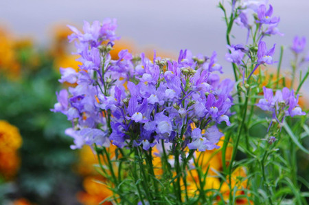 柳穿鱼的花朵