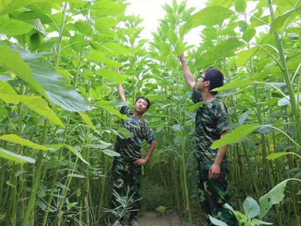 籽粒苋是一种什么植物，又什么作用