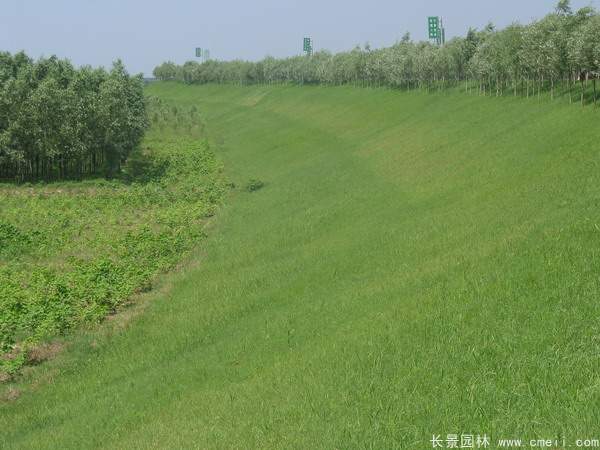 河提边坡植草护坡绿化图片